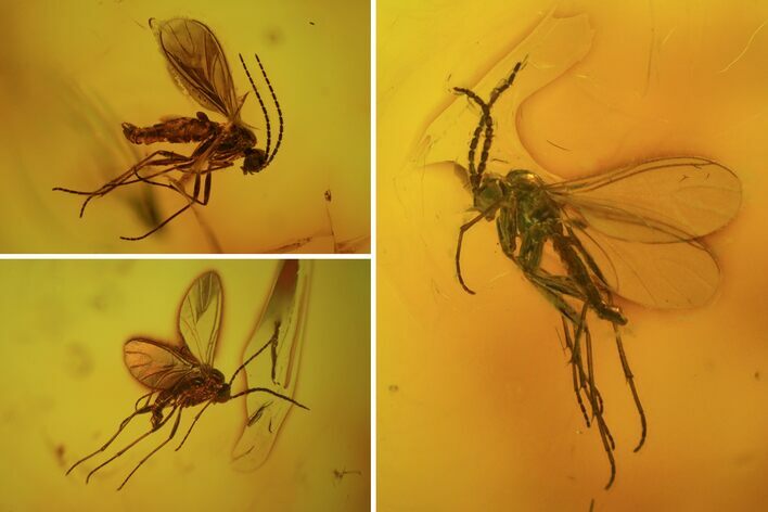 Fossil Fly Swarm (Diptera) In Baltic Amber #72236